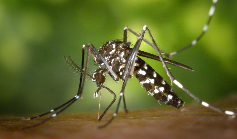 Wie wird Zika übertragen?