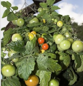 Tomaten im Hängekorb passen auch auf den Balkon.(Foto: Getty)