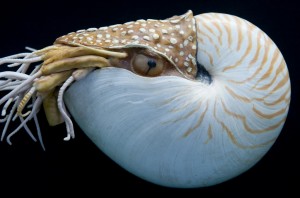 Dieser Nautilus ist nicht echt, sondern eine Nachbildung von Forschern. (Foto: dpa)