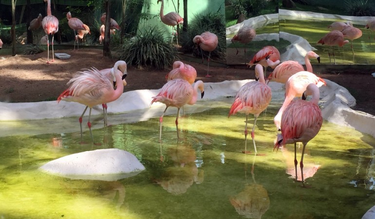 Deutscher Zoo in Brasilien