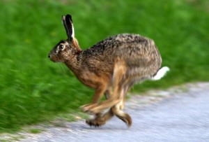 Hasen können superschnell laufen. (Foto: dpa)