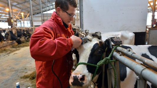 Jürgen Krämer macht Kühen die Haare schön