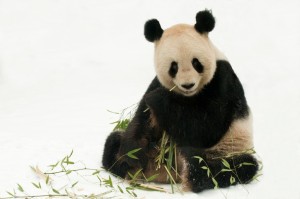 Hmmh! Am liebsten fressen Pandas Bambus. (Foto: dpa)