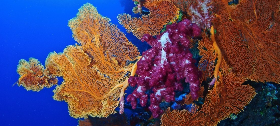 Was du über Korallen wissen musst