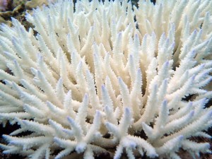 Oh nein! Kranke Korallen verlieren ihre Farbe. (Foto: Claudia Pogoreutz)