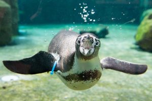 Die jährliche Wanderung der Pinguine nach Norden beginnt um den 25. April. (Foto: dpa)