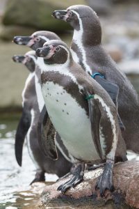 Pinguine können super schwimmen. (Foto: dpa)