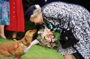 Die Königin ist sehr tierlieb: Hier knuddelt sie einen ihrer Corgi-Hunde. (Foto: dpa)