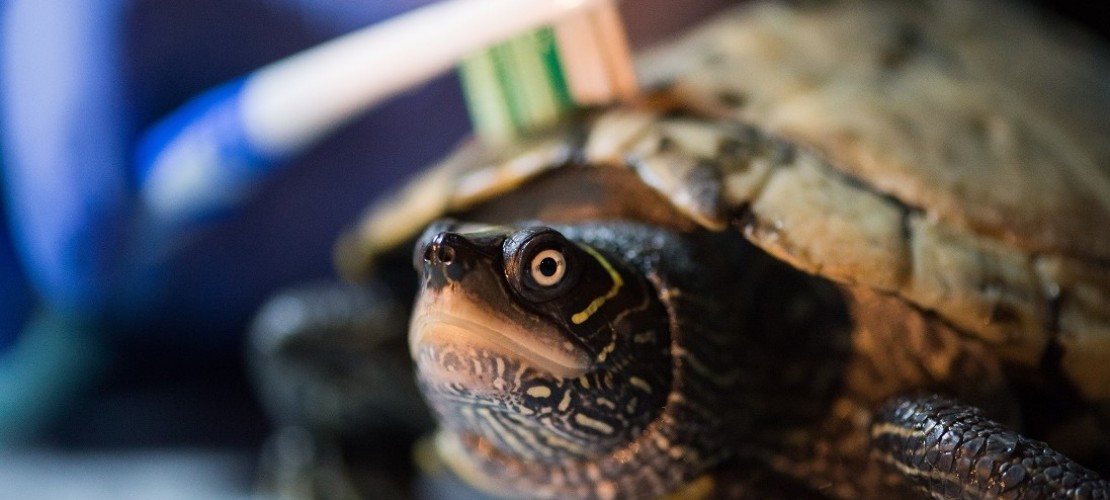 Massage für Schildkröten