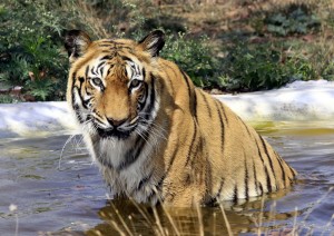 Viele Tiger nehmen gern mal ein Bad. (Foto: dpa)