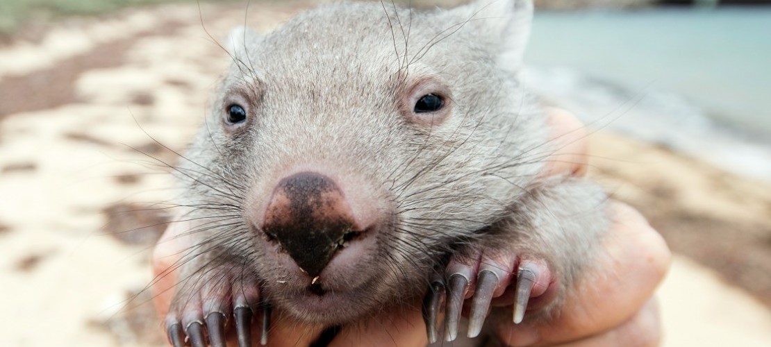 Australien sucht Wombat-Kuschler