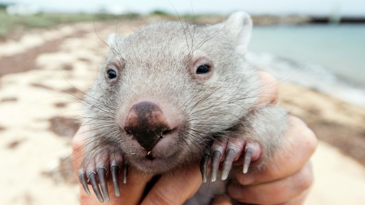 Australien sucht Wombat-Kuschler