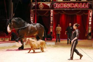 Tierschützer kritisieren die Zirkus-Kunststücke. (Foto: Martina Goyert)