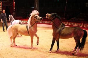 Beim Training rangeln die Pferde miteinander. (Foto: dpa)