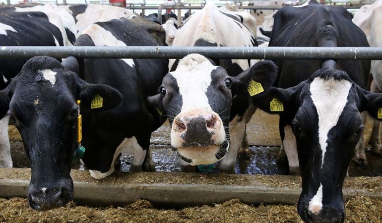 Warum Milchbauern wenig verdienen