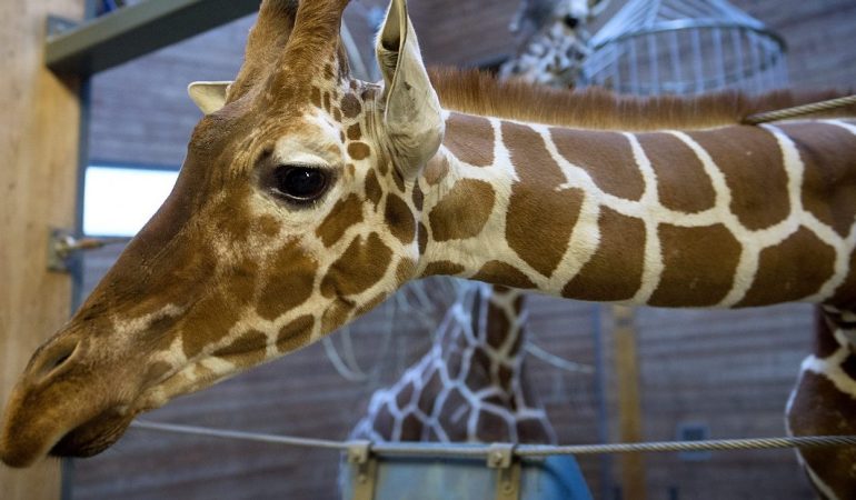 Warum sind Giraffen-Hälse so lang?