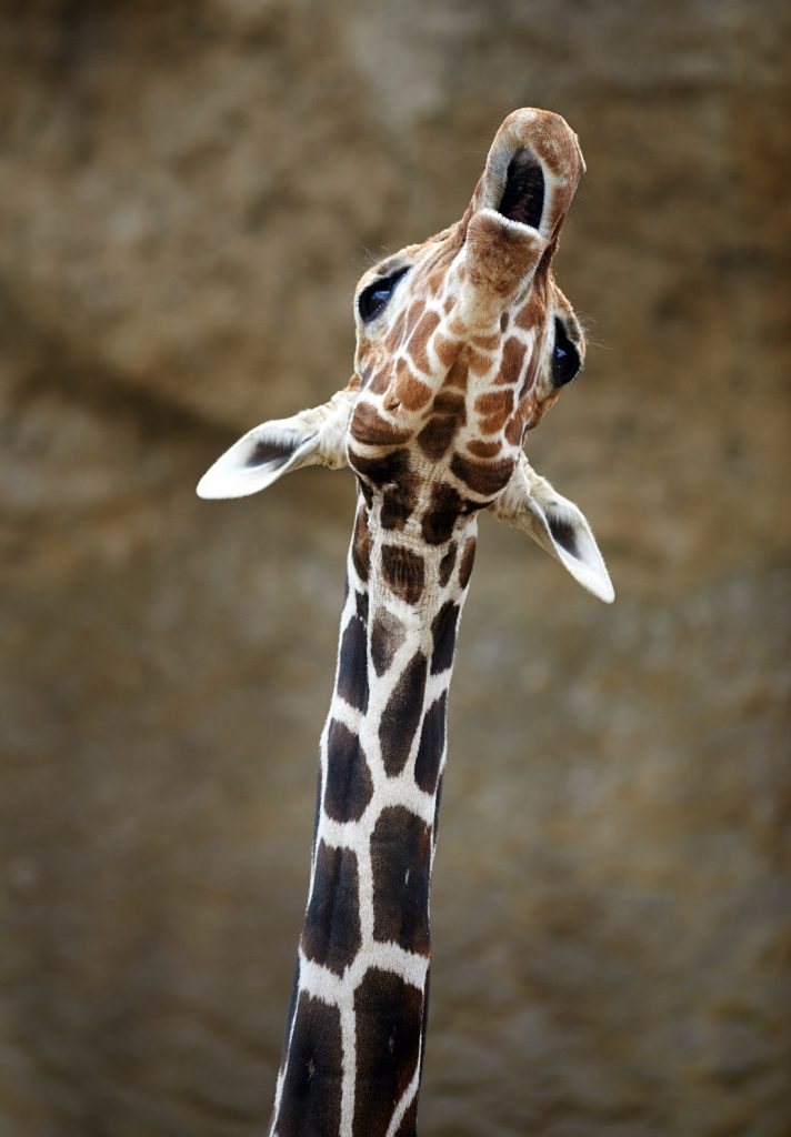 Warum sind Giraffen-Hälse so lang? | Duda.news
