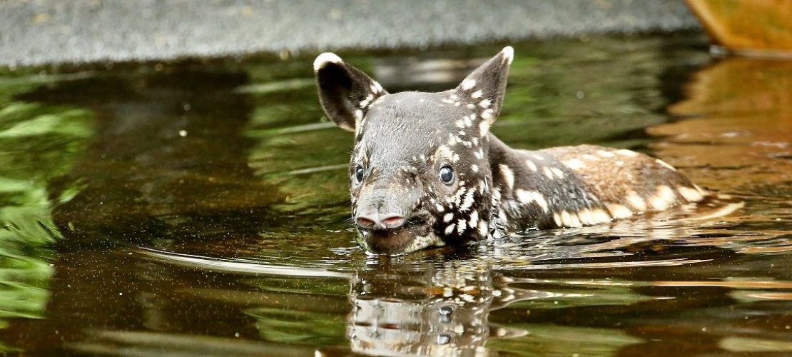Kleiner Tapir kühlt sich ab