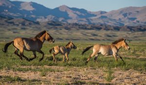 Przewalski-Pferde haben eine besondere Farbe (Foto: dpa)