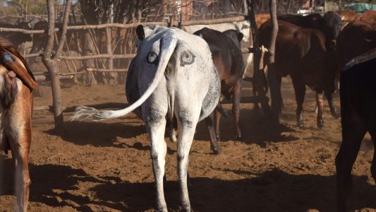 Warum haben Kühe in Afrika Augen auf dem Hintern?