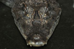 Kaimane sehen aus wie kleine Krokodile. (Foto: dpa)