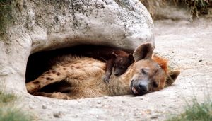 Es kann gar nicht genug Entspannung geben - findet auch diese Hyänen-Mama. (Foto: dpa)
