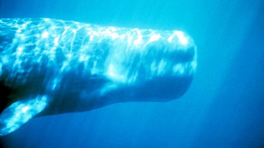 Warum ist Moby Dick so berühmt?