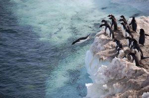Auch Pinguine leben in der Antarktis. (Foto: dpa)