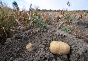 Kartoffel auf dem Feld (Foto: dpa)