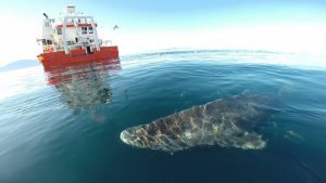 Der Grönlandhai (Foto: dpa)