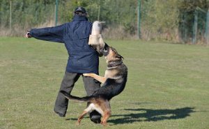 Polizeihund Dino trainiert, Verbrecher zu fangen. (Foto: dpa)