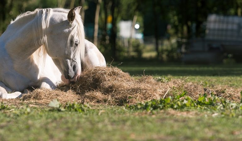 Klick-Tipp: Alles über Ponys