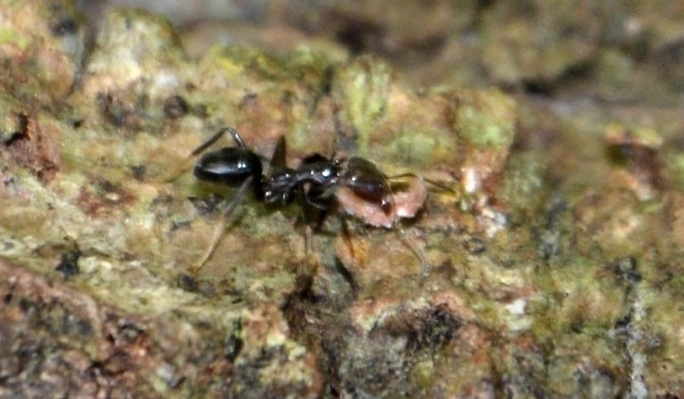 Können Ameisen Pflanzen anbauen?