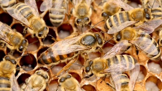 Wie überwintern Honigbienen?