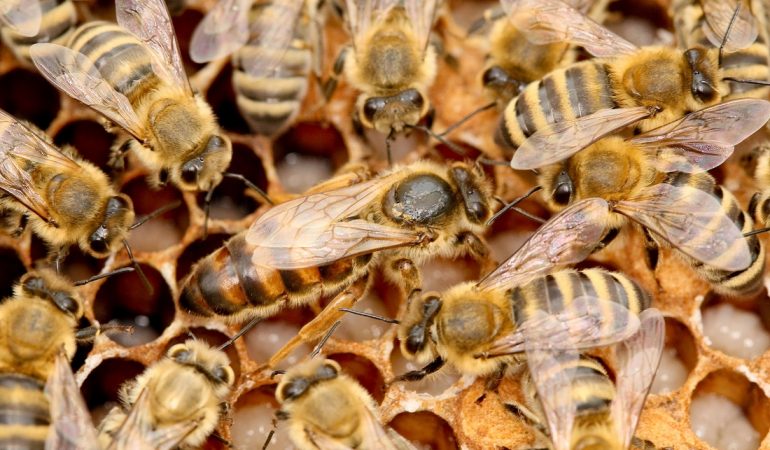 Wie überwintern Honigbienen?