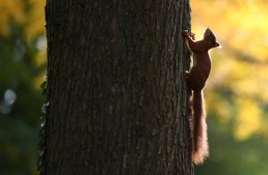 Nüsse sind für Eichhörnchen super. (Foto: dpa)