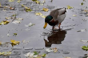 Wenn sie zu wenig Futter haben, fliegen Enten einfach zu einem anderen Teich. (Foto: dpa)