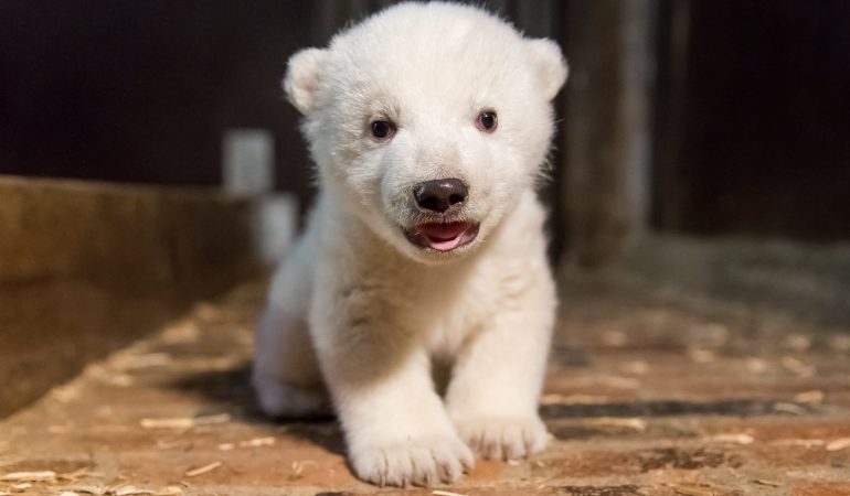 Eisbär-Baby ist ein Junge