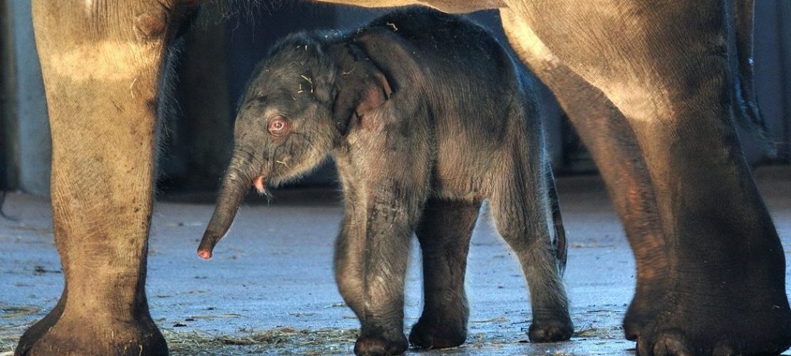 Die Babys im Elefantenpark kann Helena stundenlang beobachten. (Foto: dpa)