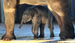 Die Babys im Elefantenpark kann Helena stundenlang beobachten. (Foto: dpa)