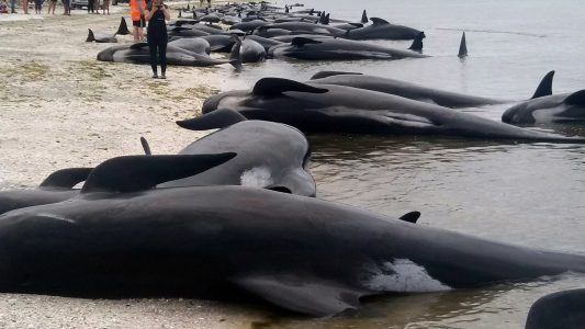 Mehr als 600 Wale gestrandet
