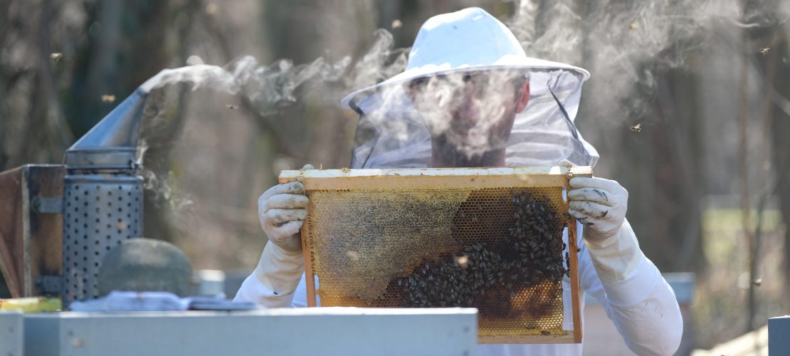 Warum räuchern Imker Bienen ein?