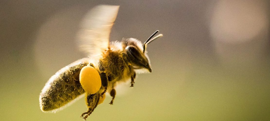 Fleißige Sammler: Honigbienen
