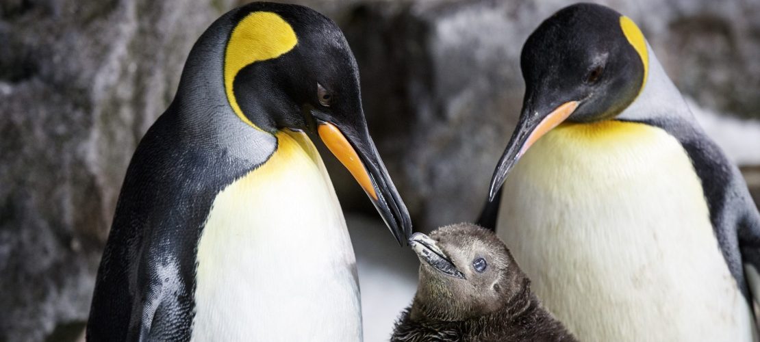 Mini-Pinguin mit zwei Mamas