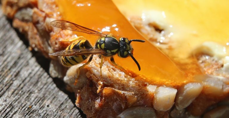 Hm! Wespen lieben Süßes wie Marmelade. Aber sie fressen auch andere Insekten. (Foto: dpa)