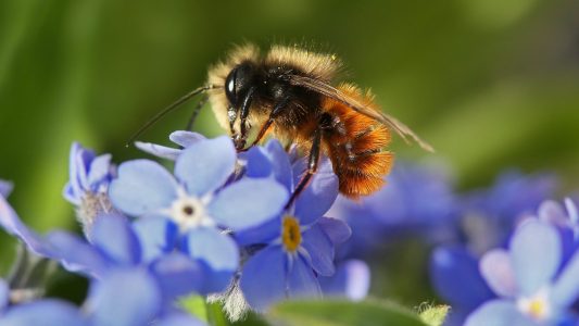 Eine Wildbiene schlürft Nektar aus einer Vergissmeinnicht-Blüte. (Foto: dpa)
