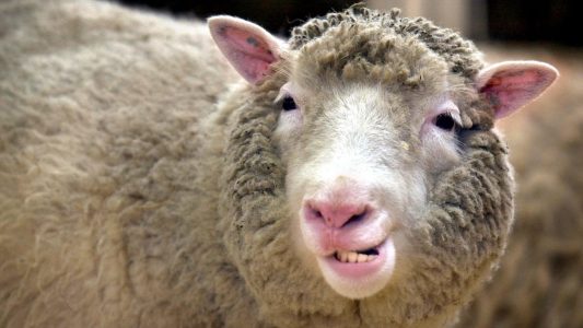 Was ist besonders an Dolly, dem Schaf?