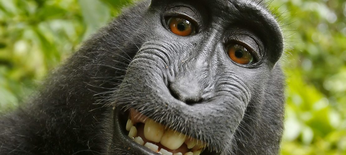 Streit um Affen-Selfie gelöst