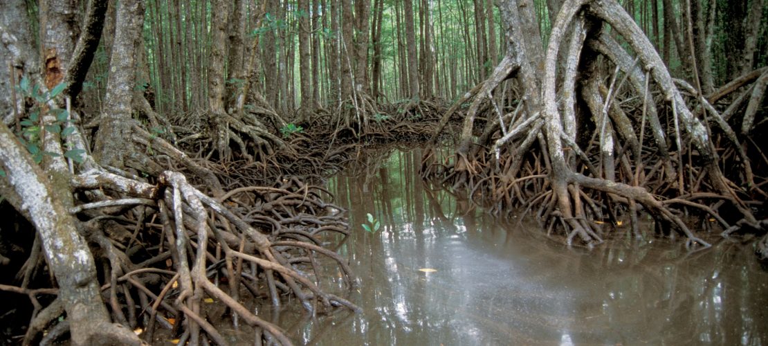 Was sind Mangroven?