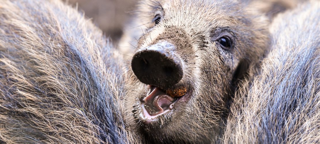 Warum werden jetzt Wildschweine gejagt?